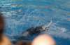 photo311_small.jpg
