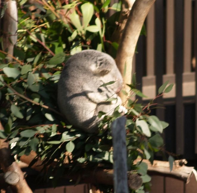 koala.jpg