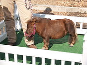 Thumbelina, World's Smallest Horse 2008