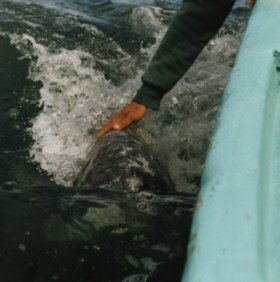 touchwhales.jpg