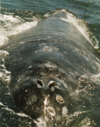 whaleheadon98s.jpg