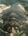 whaleheadon98s_small.jpg