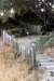 fenceoffsetby1906sanfranciscoearthquake_small.jpg