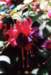 flower237a2_small.jpg