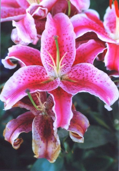 flower237b3.jpg