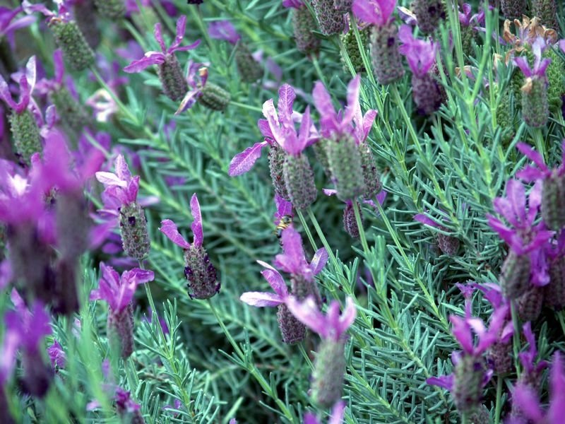 greatpurpleflowers2.jpg