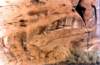 chellya076a_8002_small.jpg