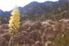 devilspunchbowla1_1918008_small.jpg