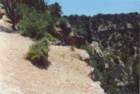 grandcanyon1992_1of11a_183800_small.jpg