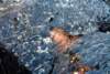 idahod123a_800_small.jpg