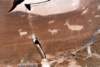 moutahd129a_800_small.jpg