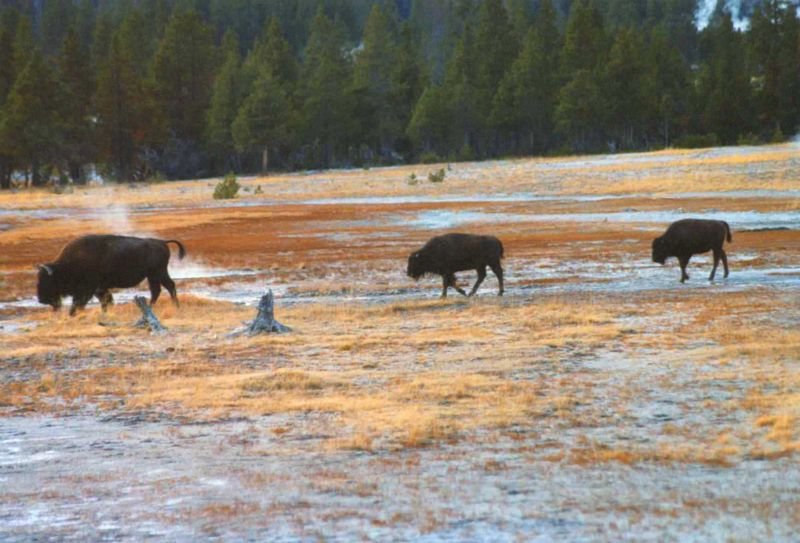 _bisonstump800.jpg