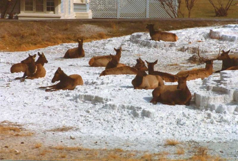 _wildlife800.jpg