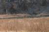 yellowd125800_small.jpg