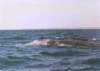 guerrero1997a_1258002_small.jpg