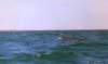 guerrero1997a_126_8002_small.jpg