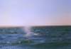 guerrero1997a_127_8002_small.jpg