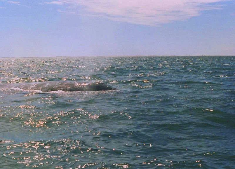 guerrero1997b_140_8002.jpg