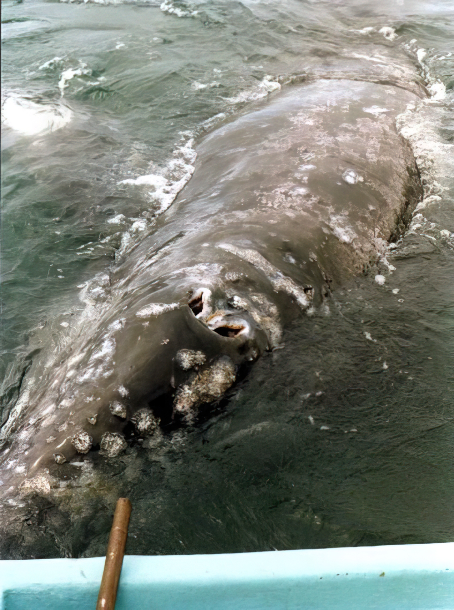 scammonsmarch1997a_087a800.jpg