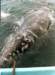 scammonsmarch1997a_087a800_small.jpg