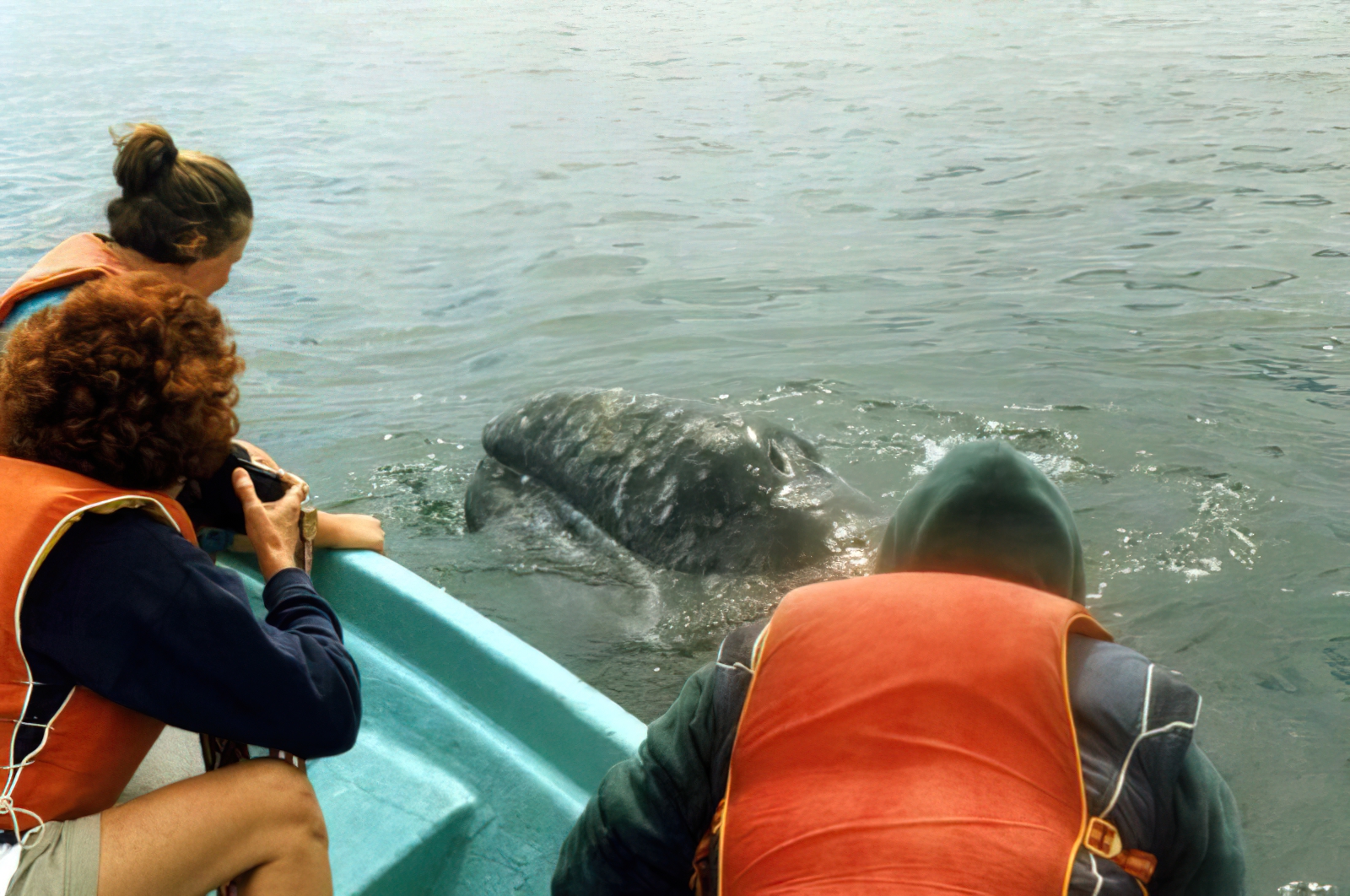 whales1997_111b3.jpg