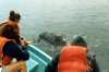 whales1997_111b3_small.jpg