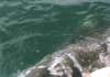 whales1997_112a2_small.jpg