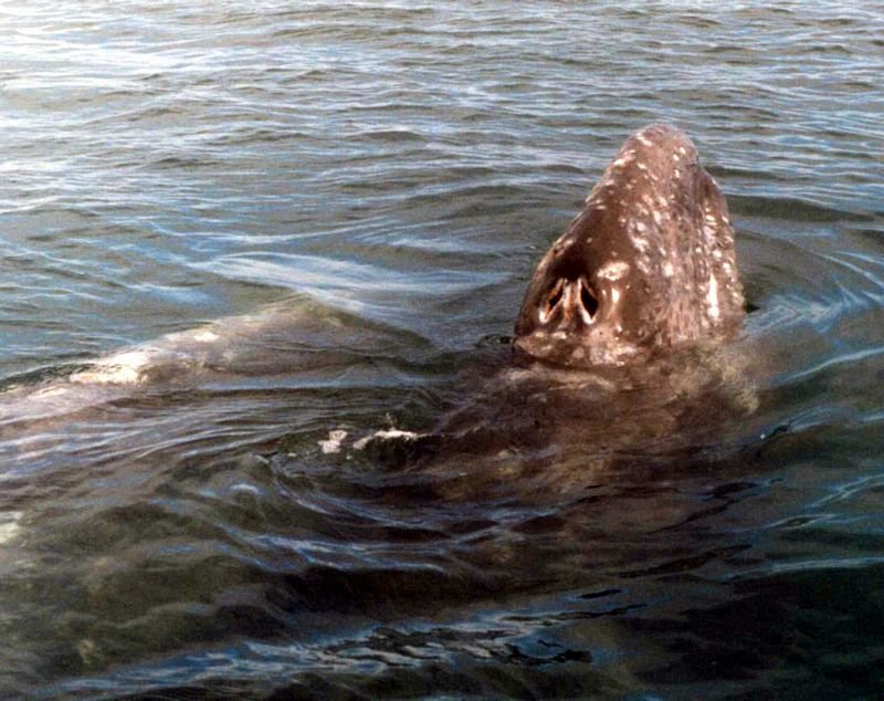 whales1997_115b3.jpg