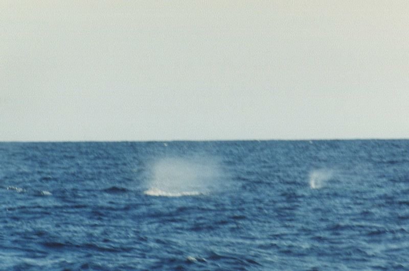 whales218b.jpg