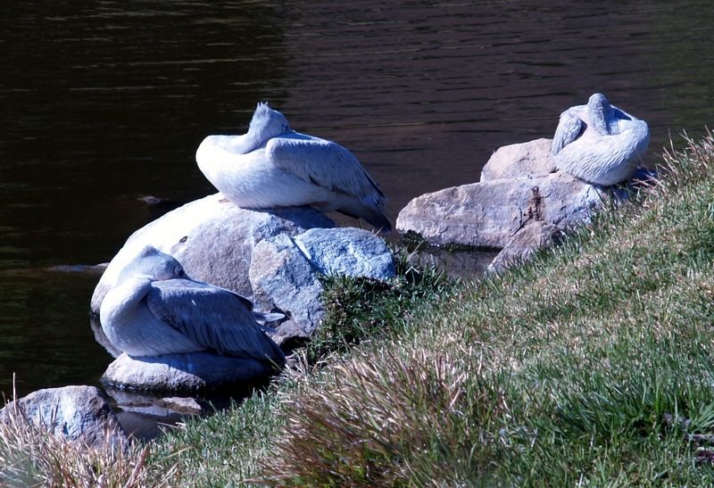 a64.jpg