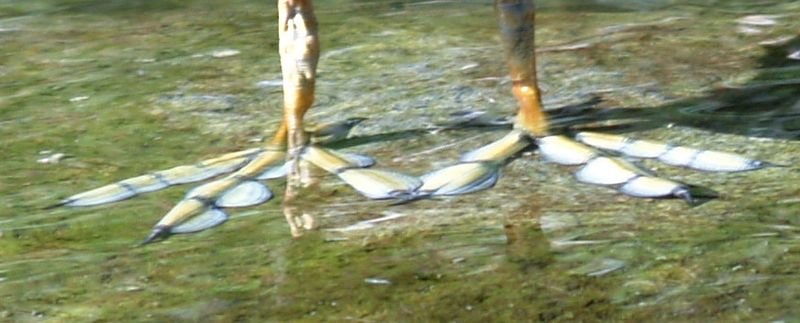 feet.jpg