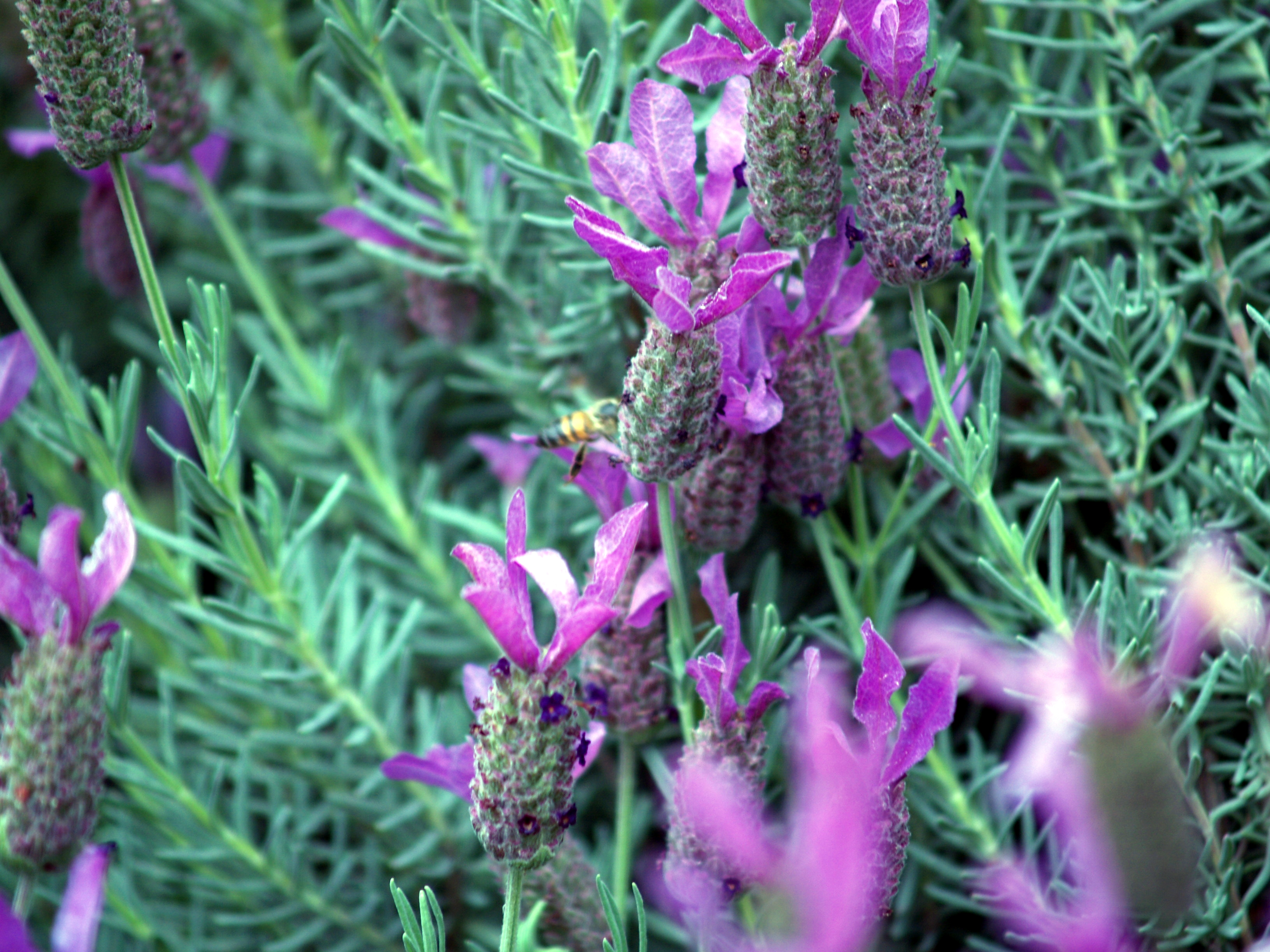 greatpurpleflowers.jpg