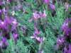 greatpurpleflowers2_small.jpg