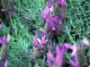 greatpurpleflowers_small.jpg