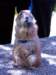 photo411_small.jpg