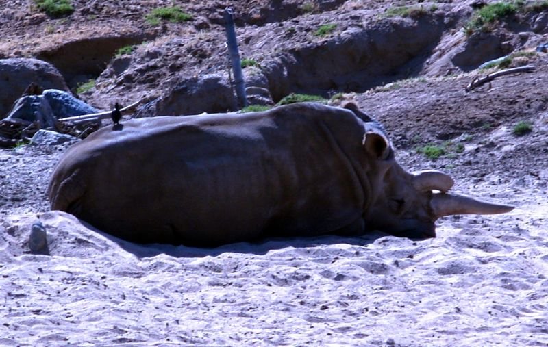 rhino.jpg