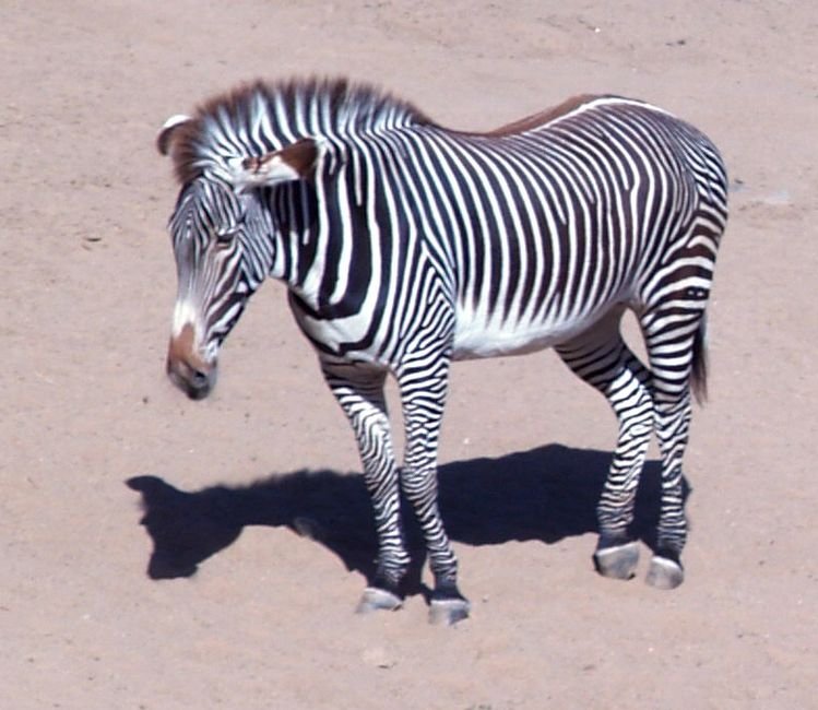 zebra.jpg