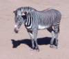 zebra_small.jpg