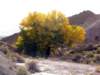 photo95_small.jpg
