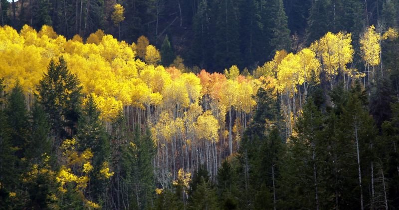 atrees.jpg