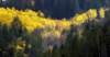atrees_small.jpg
